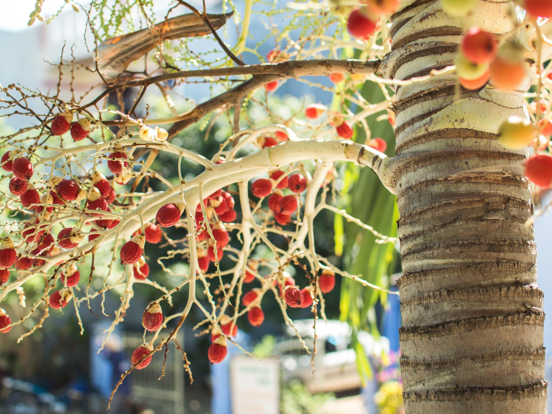 Areca Homestay Hội An Kültér fotó