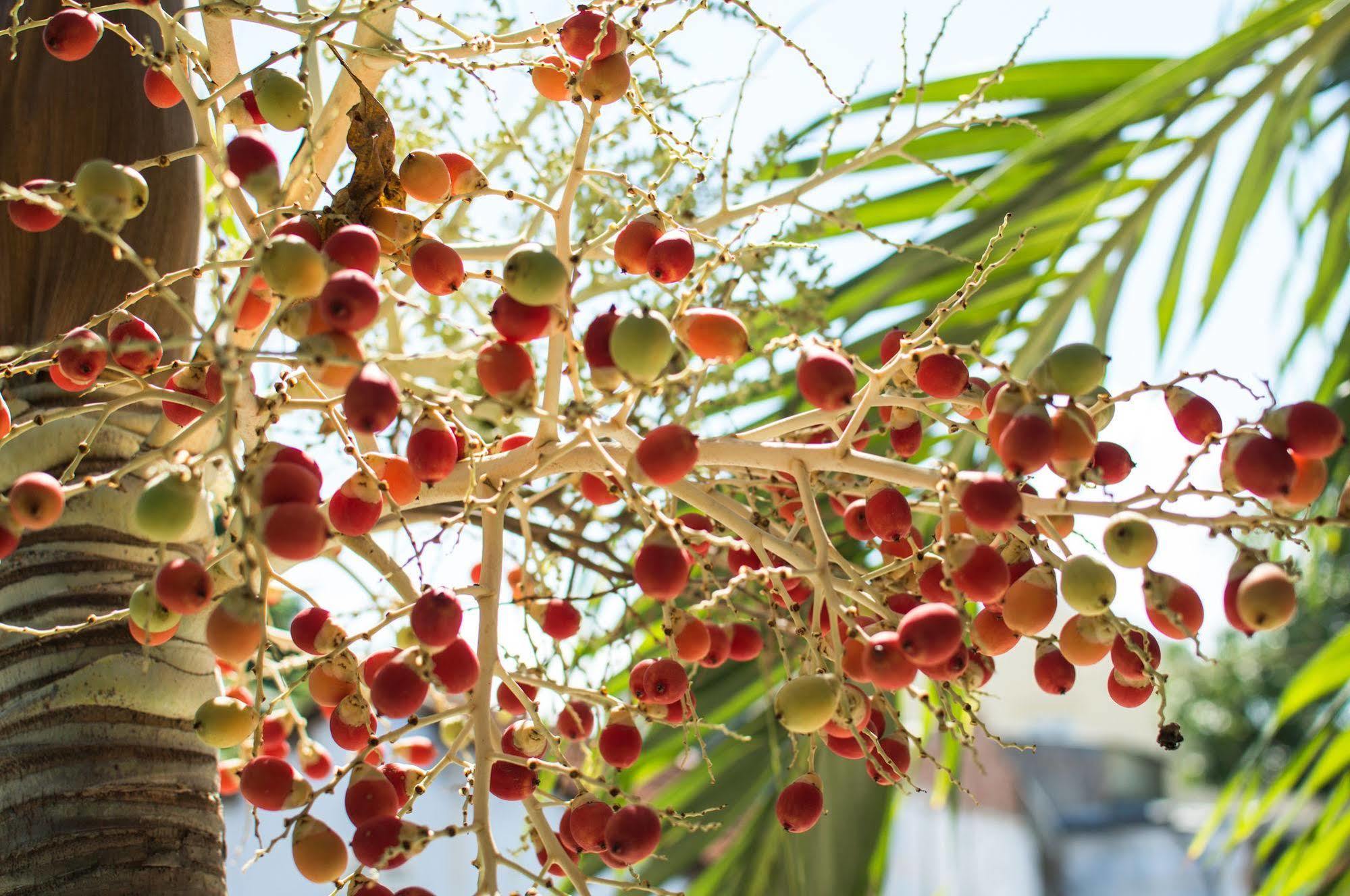 Areca Homestay Hội An Kültér fotó